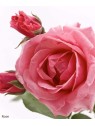 crème neutre parfum rose
